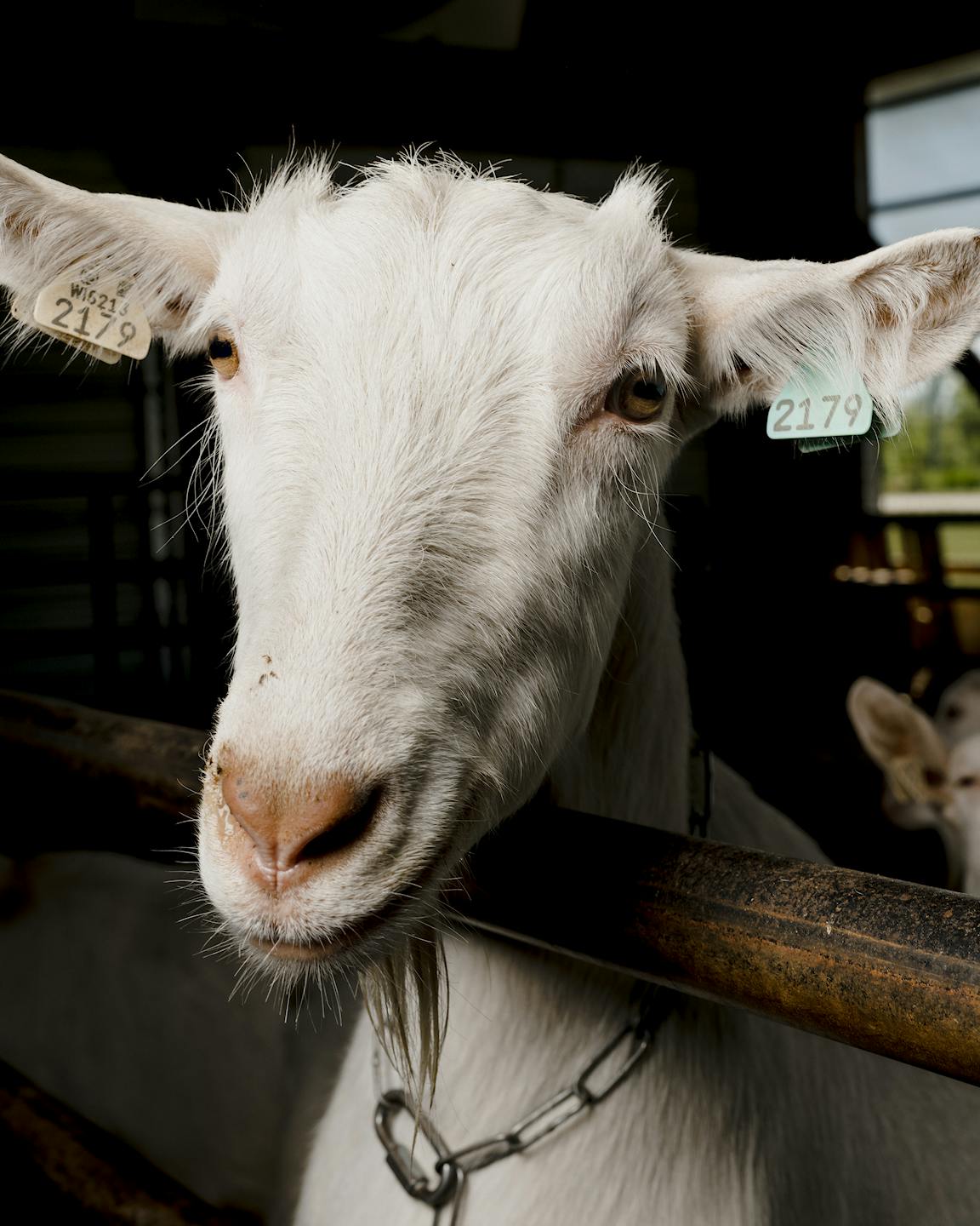 A close-up photo of a white goat.